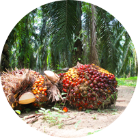 Palm oil and ecology